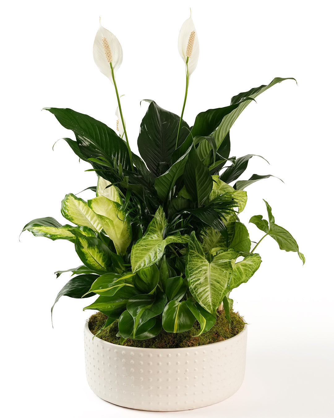 Dish Garden Ceramic