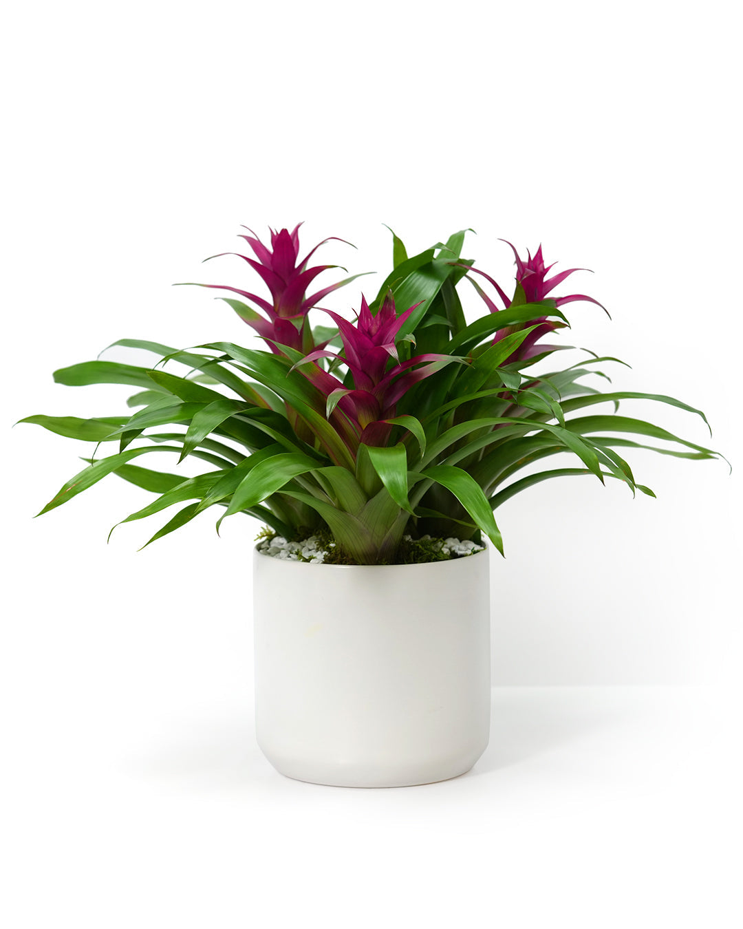 Tropical Bromeliad Trio