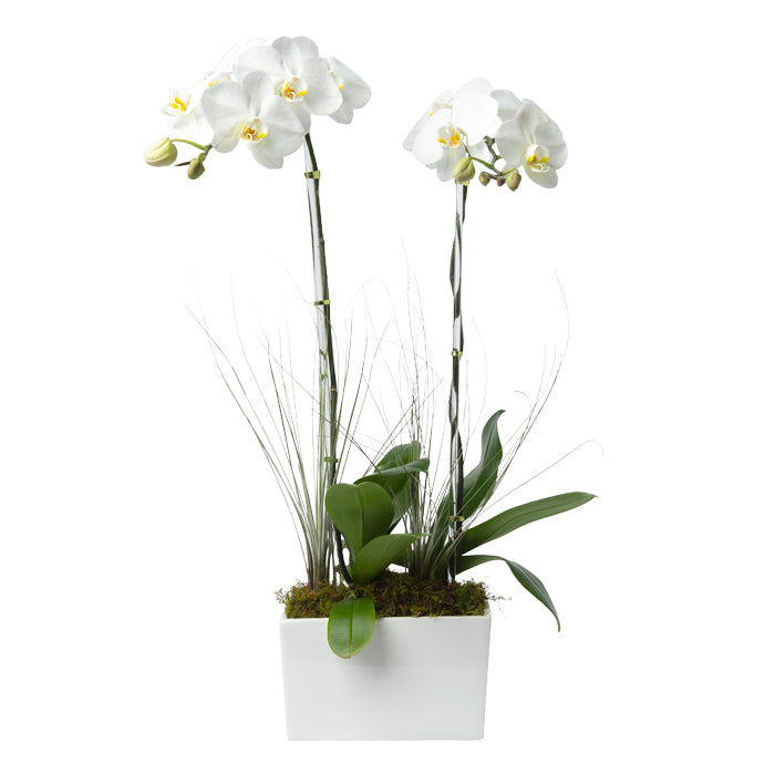 Double Stem White Phalaenopsis Orchid
