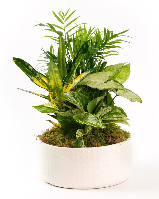 Dish Garden Ceramic