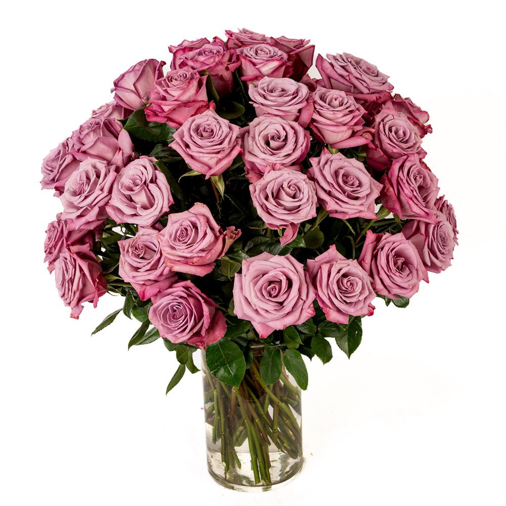 Double the Dozens 24= 48 Lavender Roses