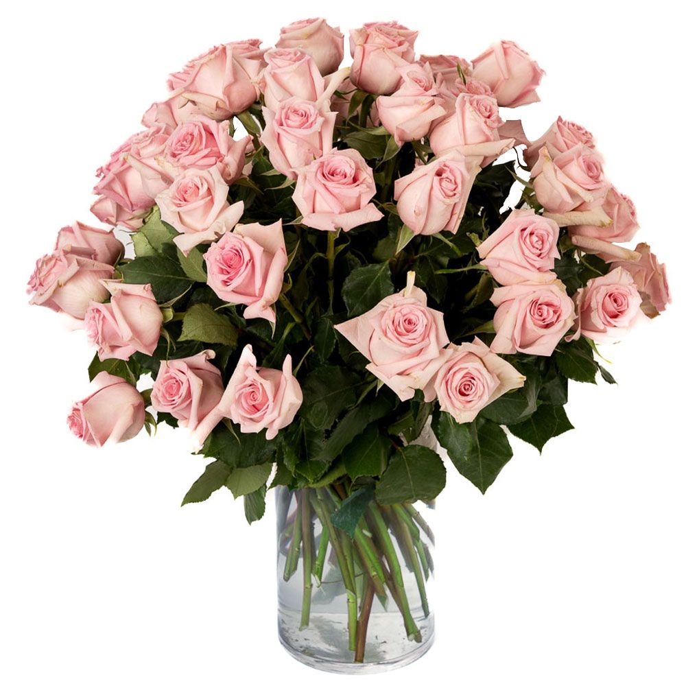 Double the Dozens 24= 48 Soft Pink Roses