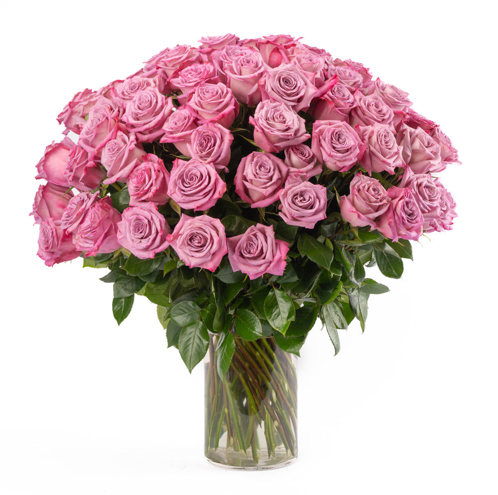 Lavender Roses - Choose a Size