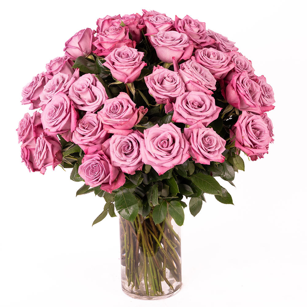 Lavender Roses - Choose a Size