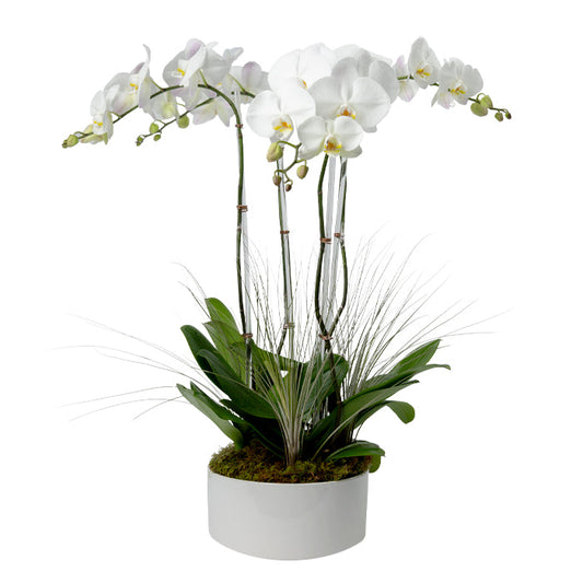 Four Stem White Phalaenopsis Orchid